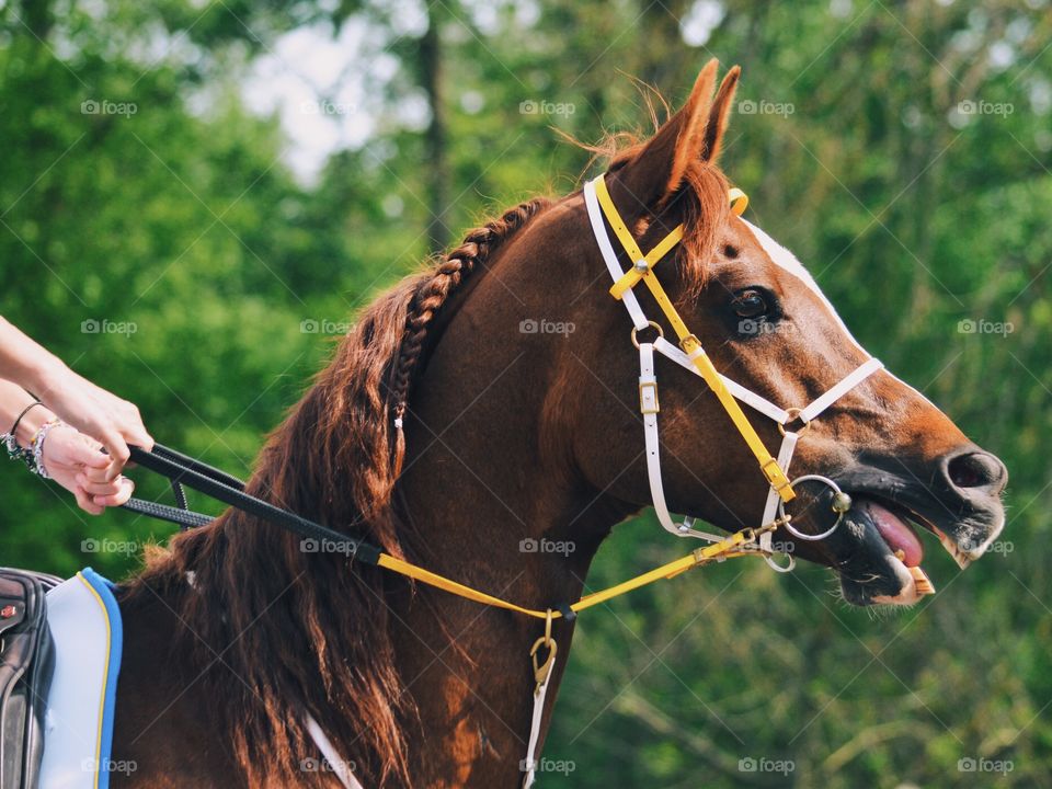 Horse riding