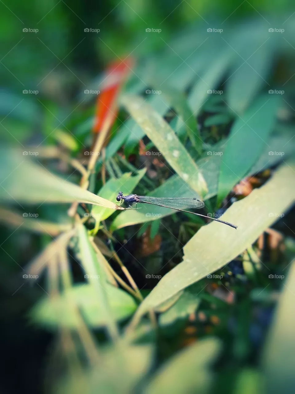 Dragonfly in sri lanka