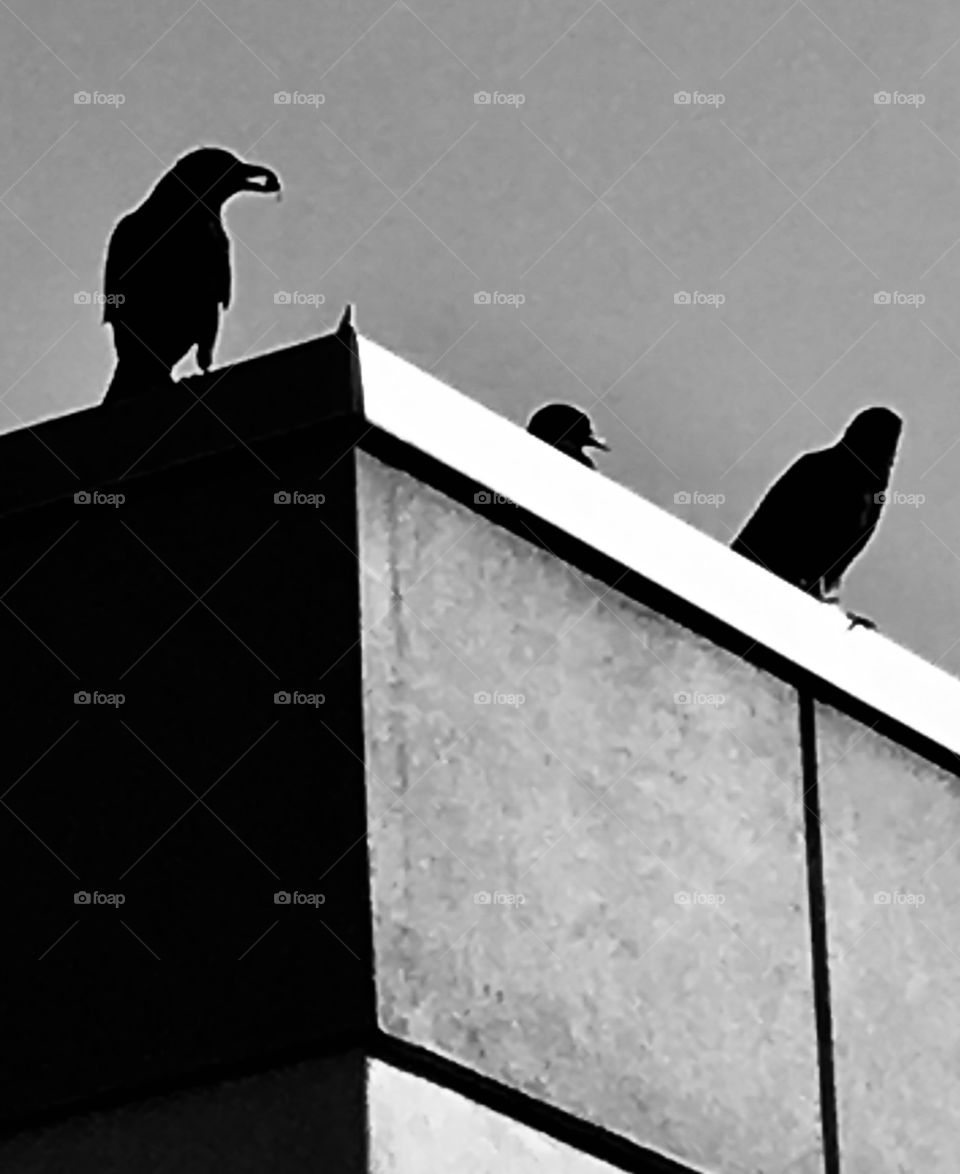 Black and white of three crows roosted on a roof 
