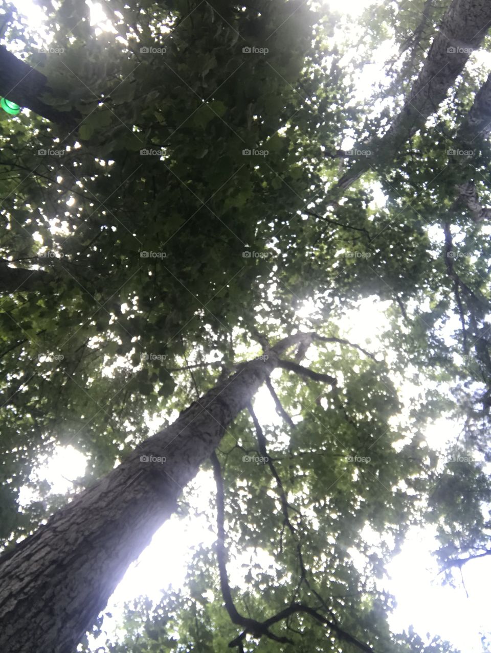 Amid the treetops we gather