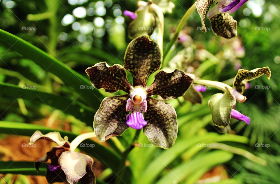 black purple orchid