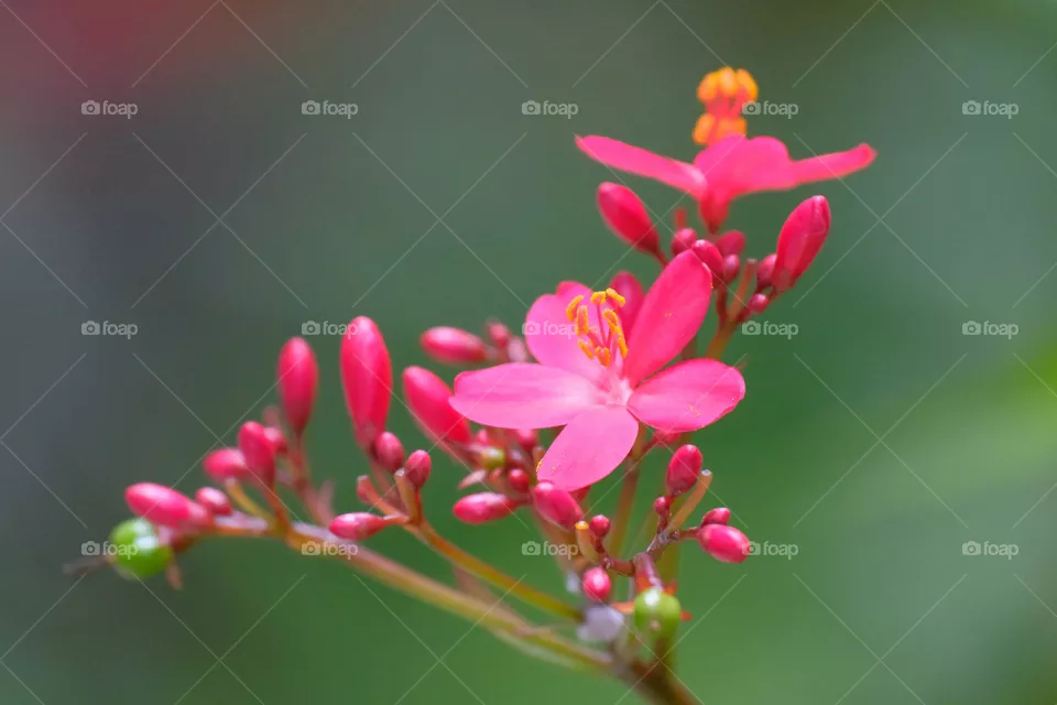 red flowers
