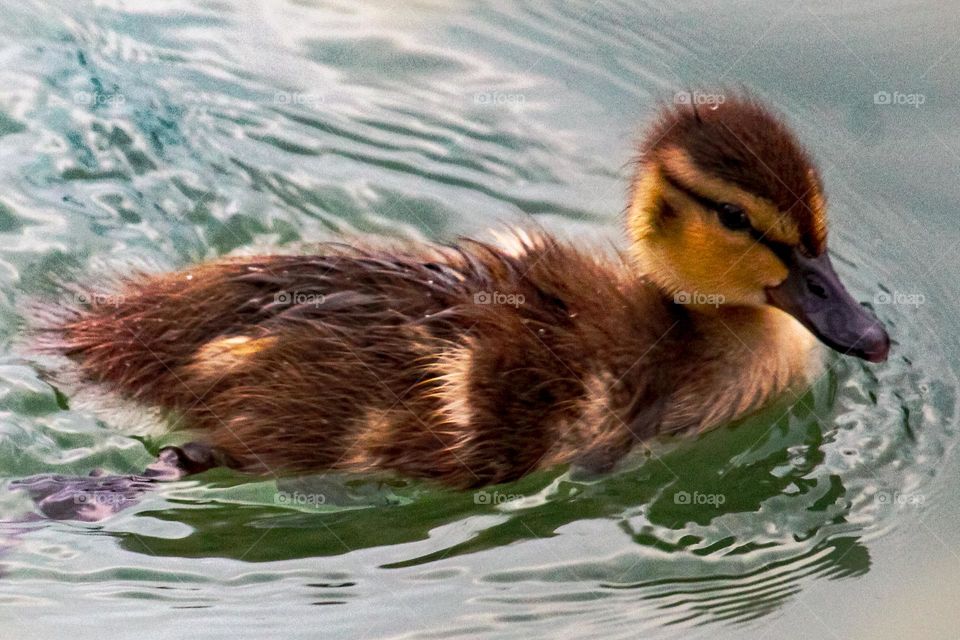 Mallard duckling