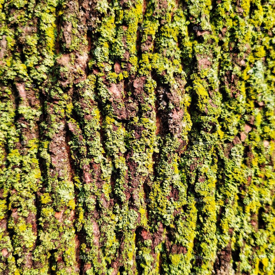 Lichen on the tree bark
