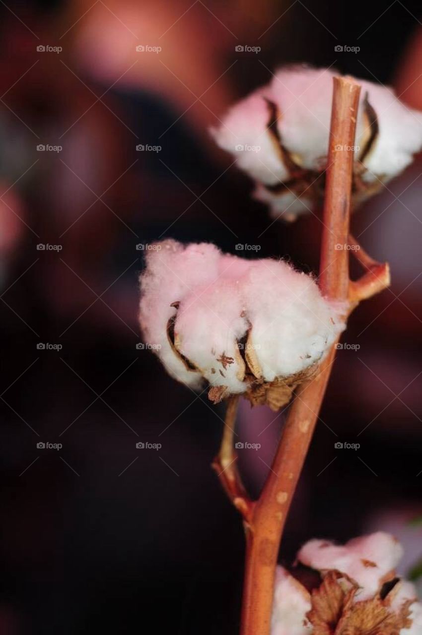 Cotton plant