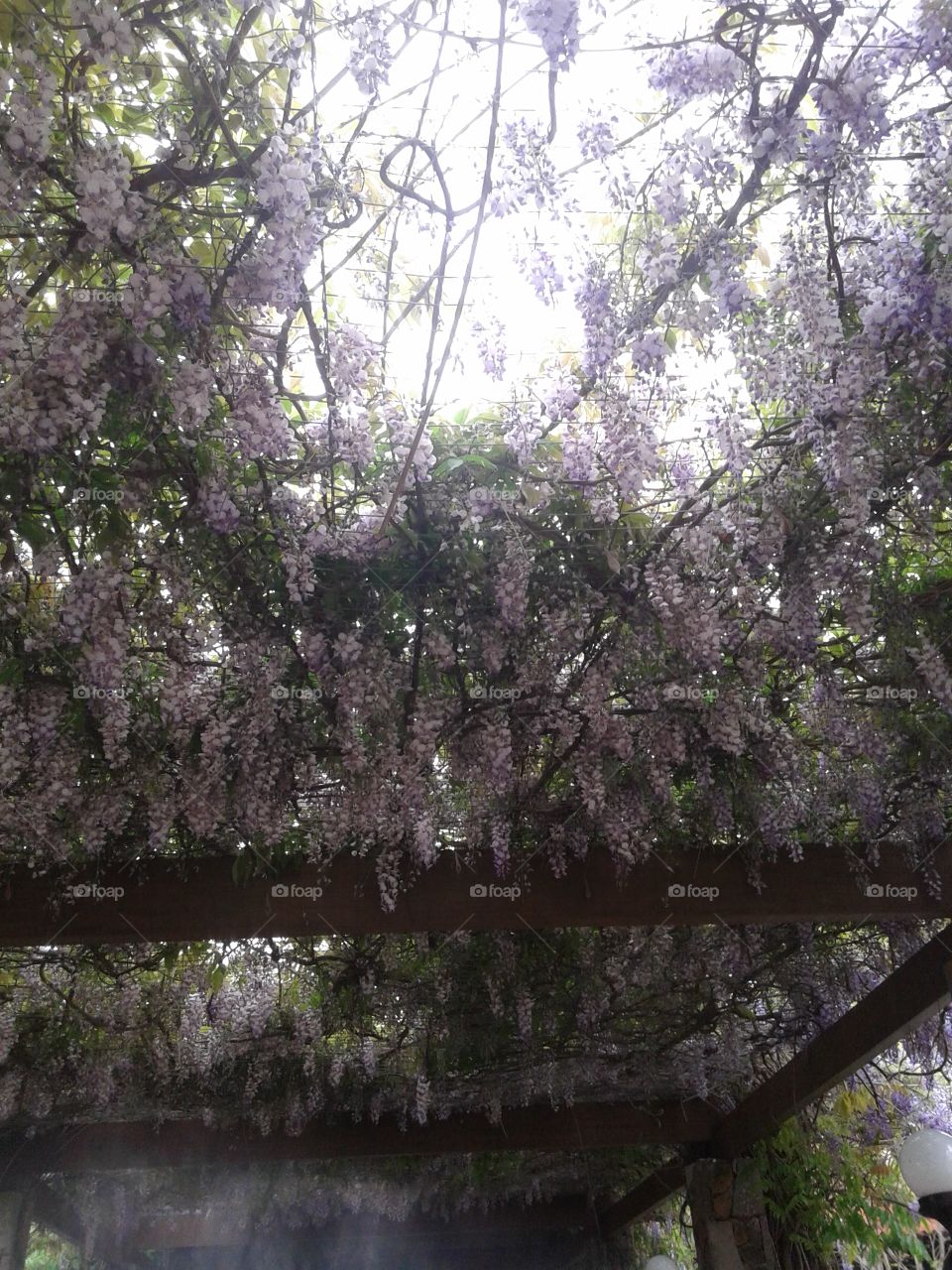 Tree, Branch, Leaf, Nature, Flora