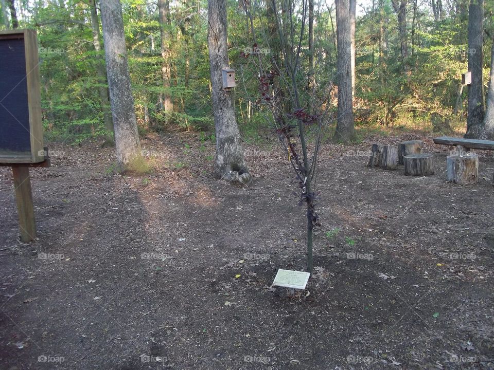 classroom in the woods