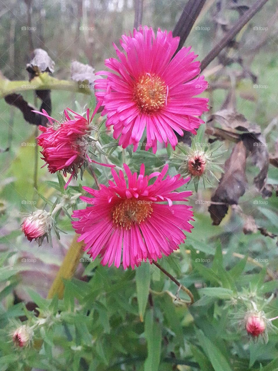 autumn magenta asters in a garden at evening