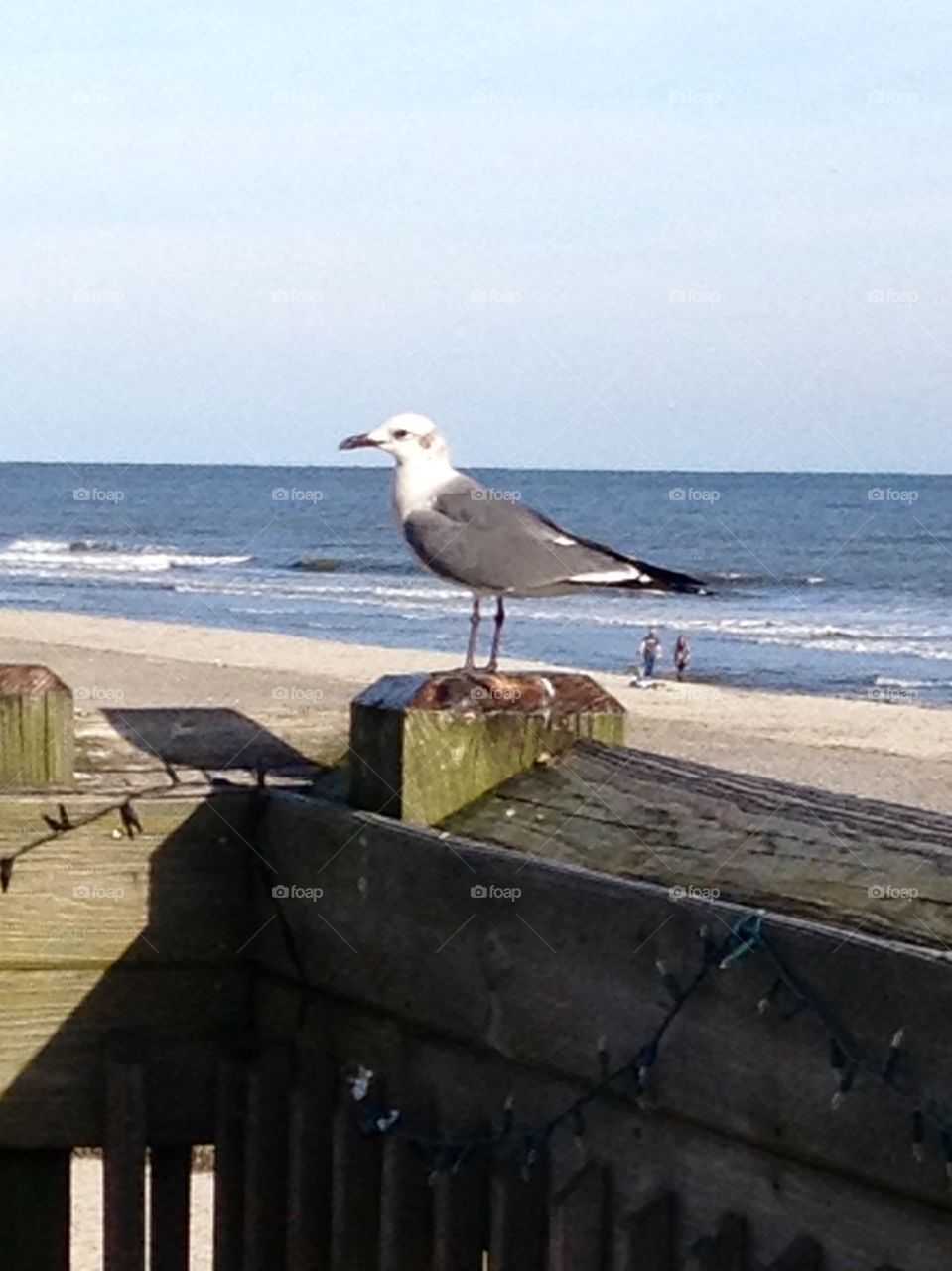 Seagull taking in the sites
