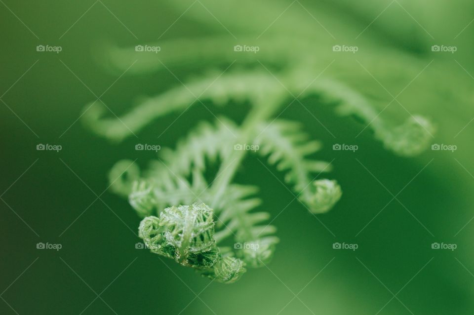 Closeup macro of a small fern in nature
