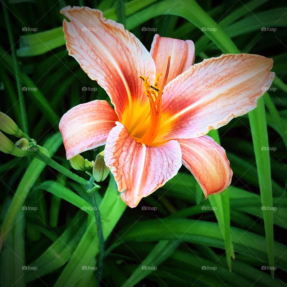 Day lily
