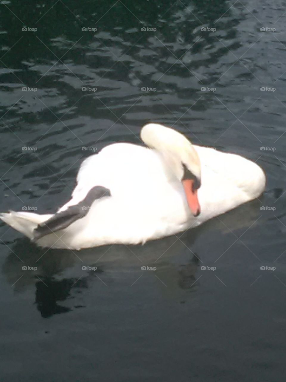 Water, Swan, Bird, Floating, Lake