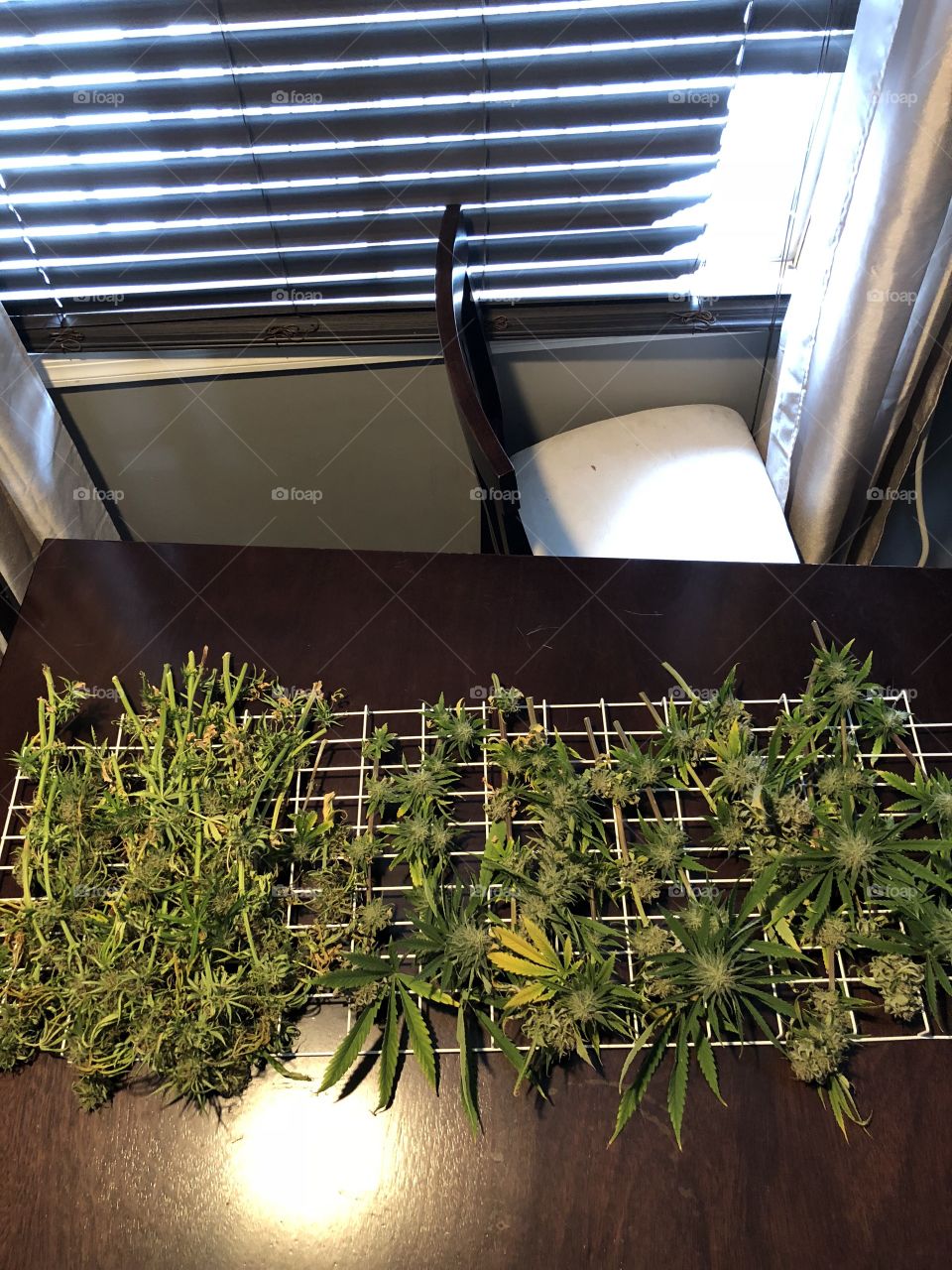 Harvest before trim