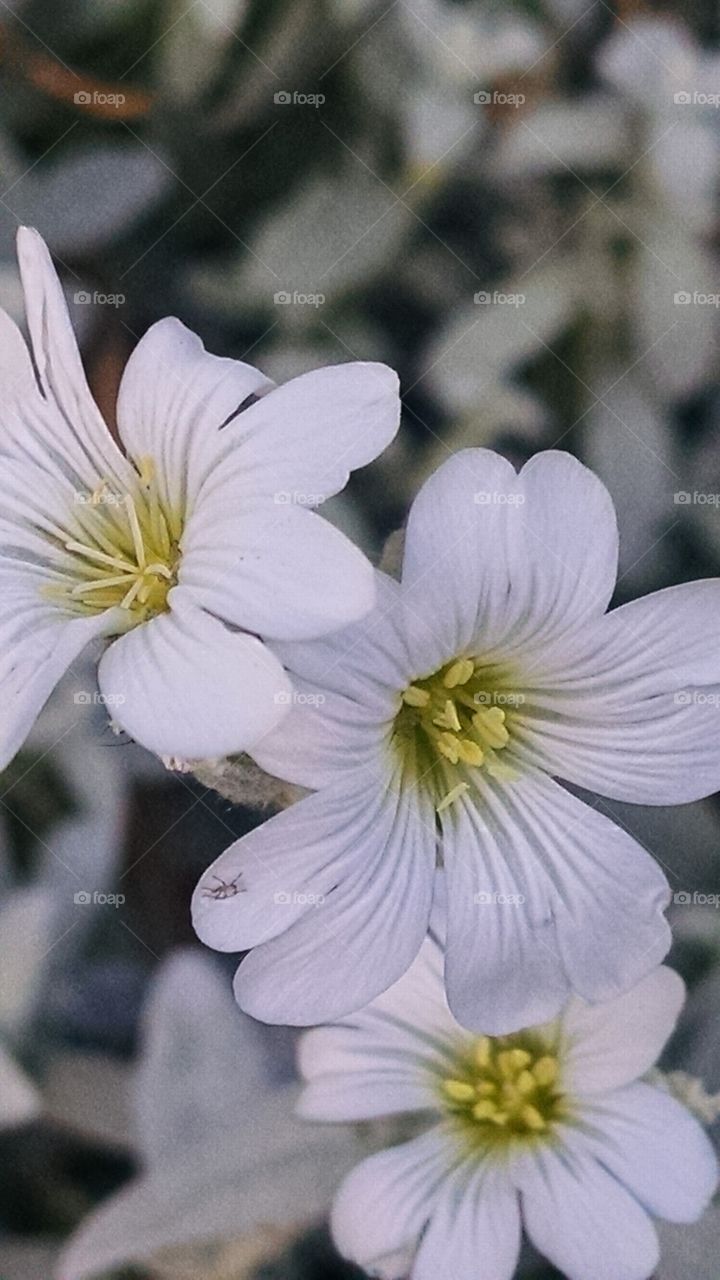 Discovering the beauty of nature in the tiniest flowers closeup.