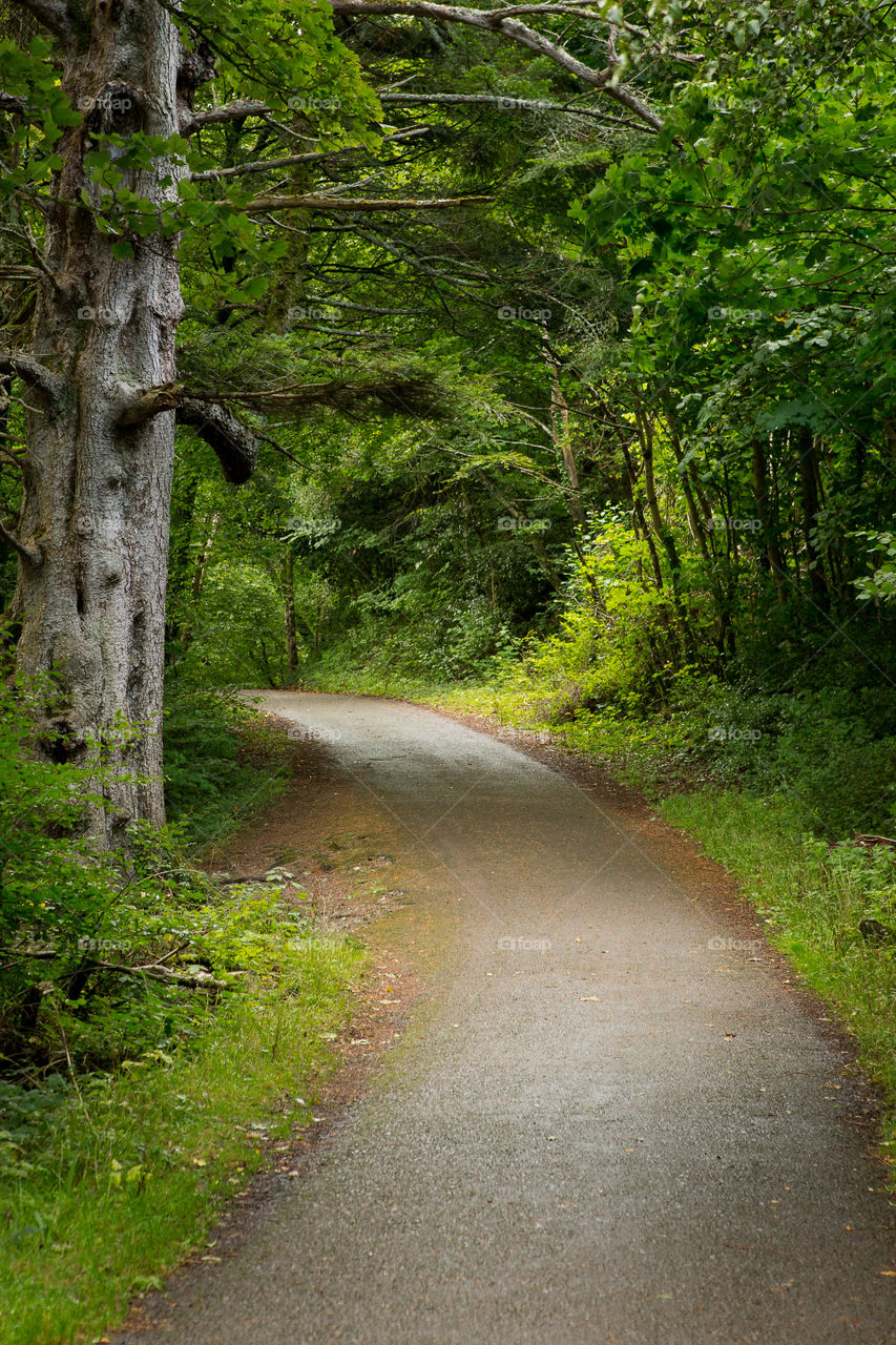 Leading lines for this composition draws the viewer into the image. Path through a forest curving into the distance