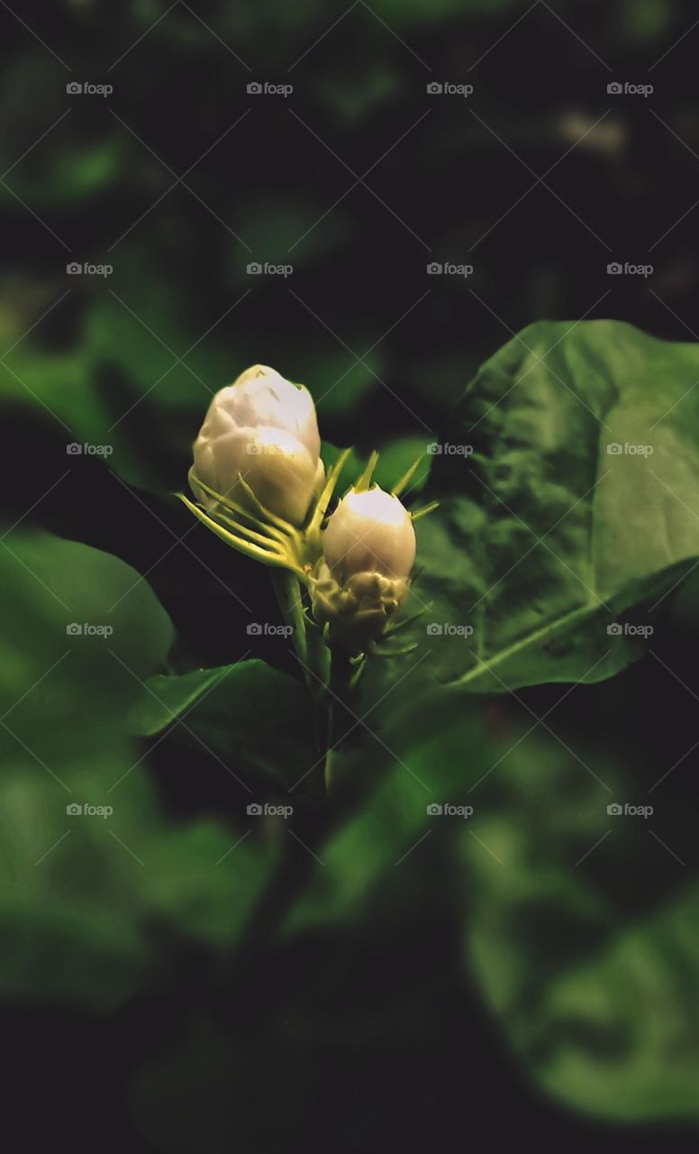 How much you like this photo:-