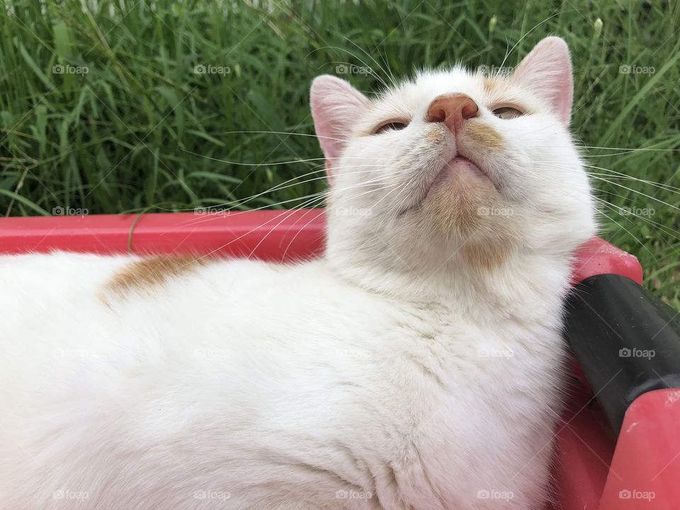 Sweet cute cat in wagon