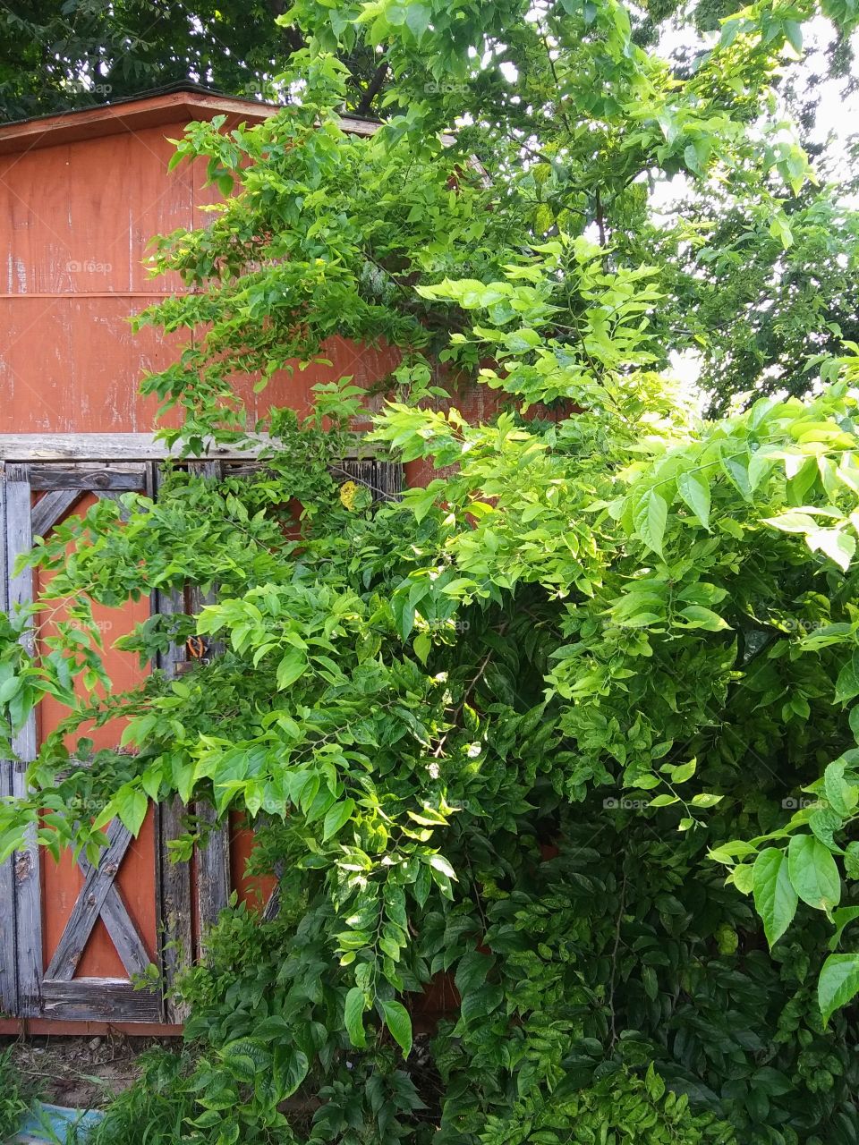 summer morning with shed and tree