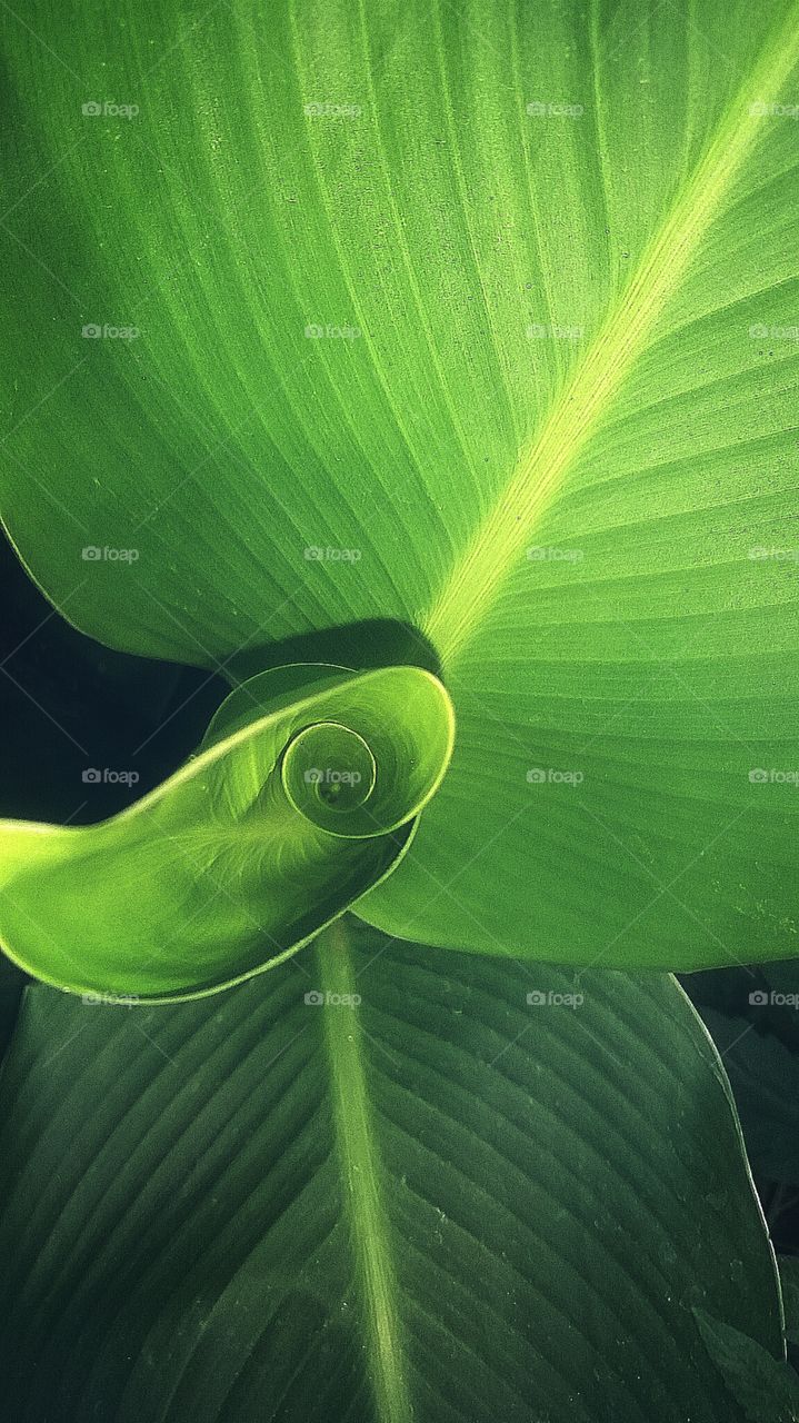 calla Lilly leaves. taken yesterday in my front garden