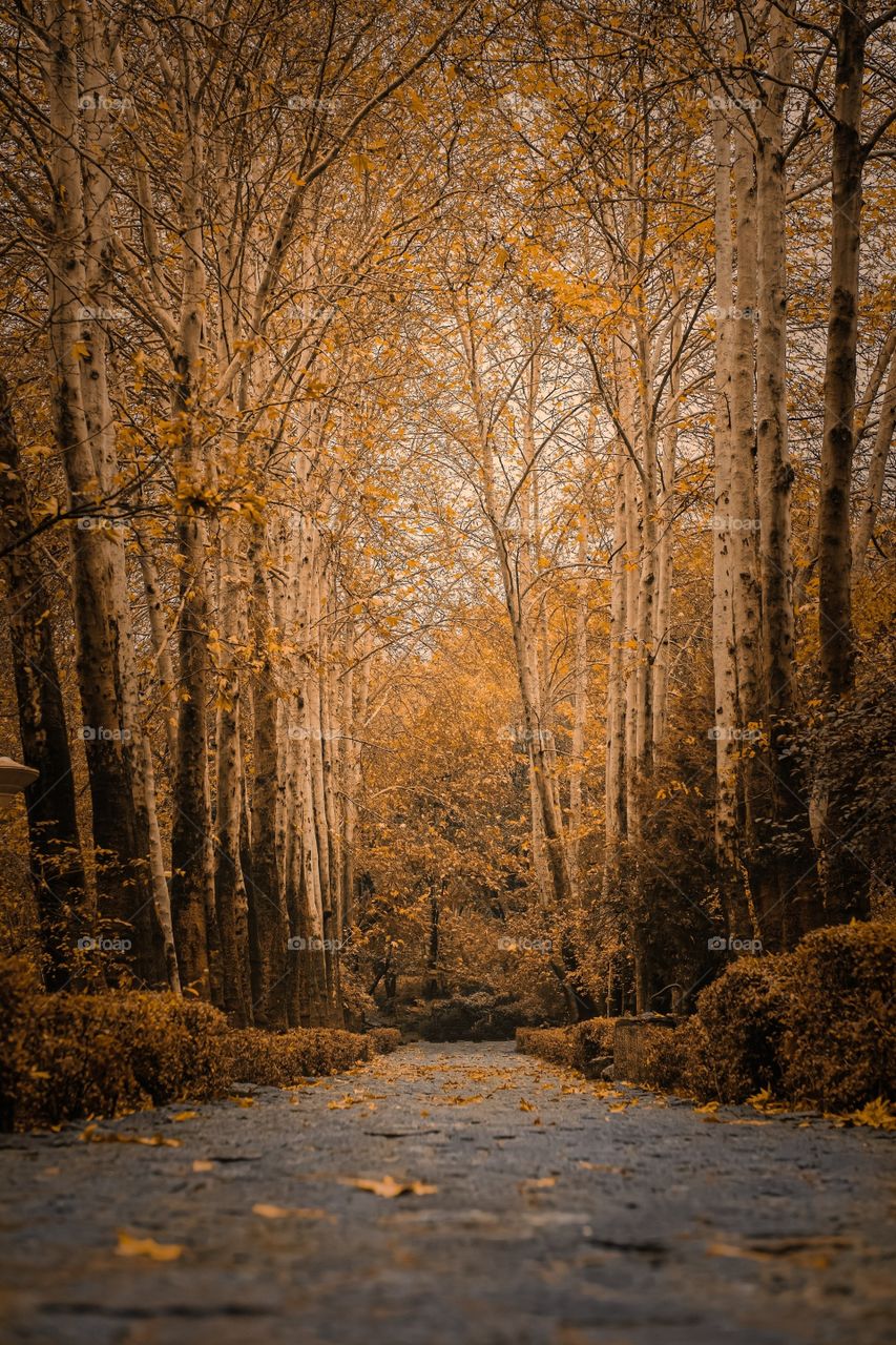 Beautiful maple forest scenery
