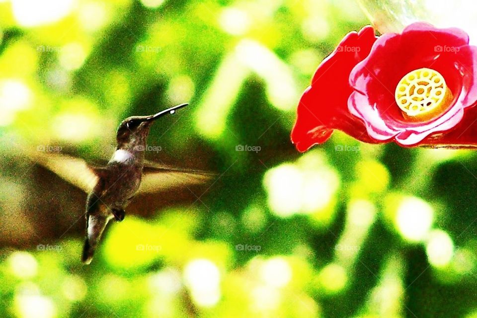 Hummingbird