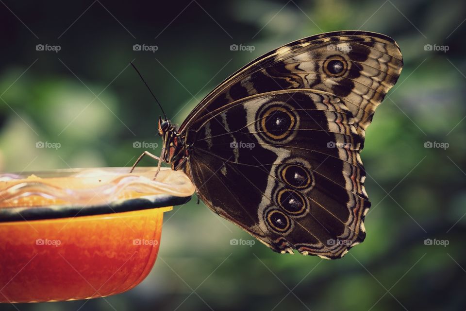 Butterfly Perched On Feeder In Garden, Details In Butterfly Wings, Colorful Insect, Butterfly Feeding In Garden, Summertime Insects, Butterfly Garden 