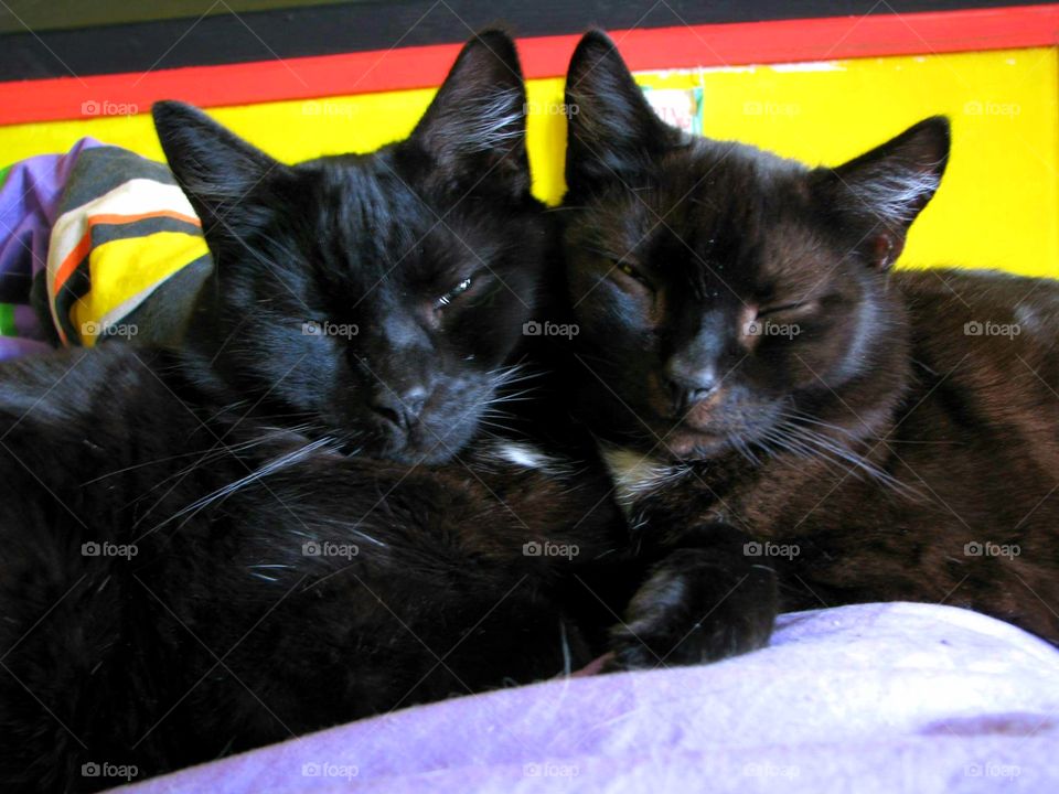 two black cat brothers cuddling and being cute