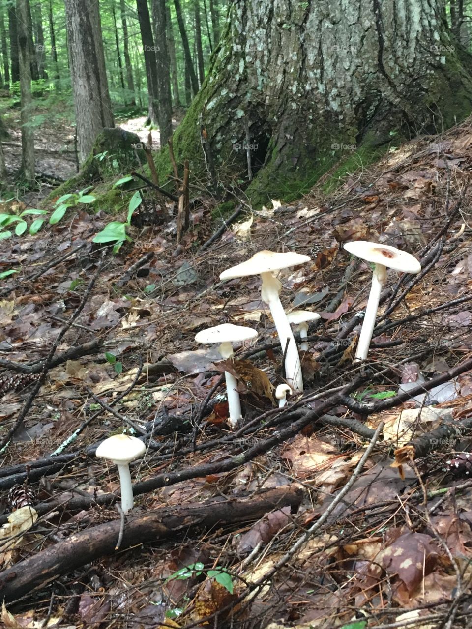 A fairy house behind a mushroom patch 