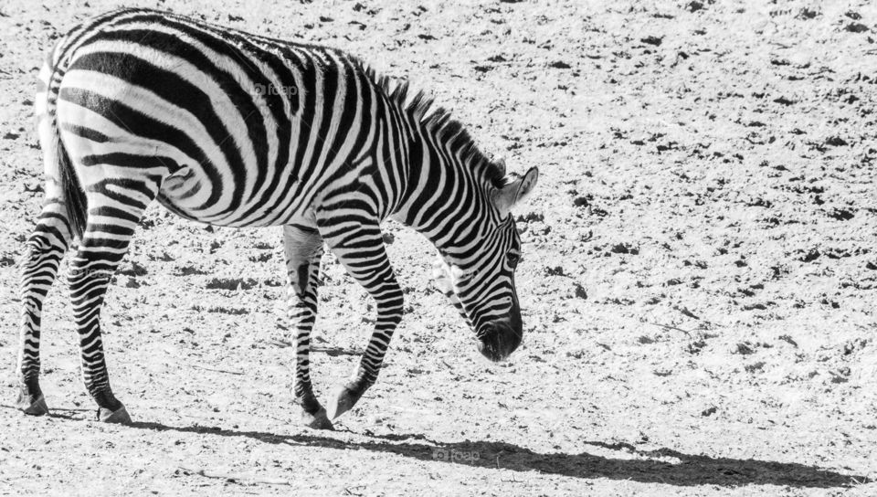 Zebra on the savanne