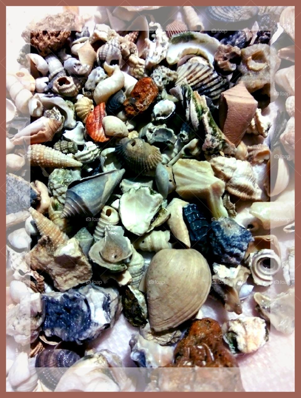 framed seashells