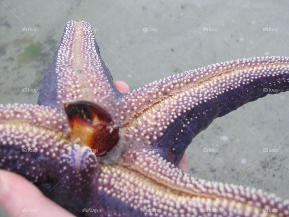 Closeup of a large live purple starfish eating a crab. Our girls found it at low tide at our favourite beach. 