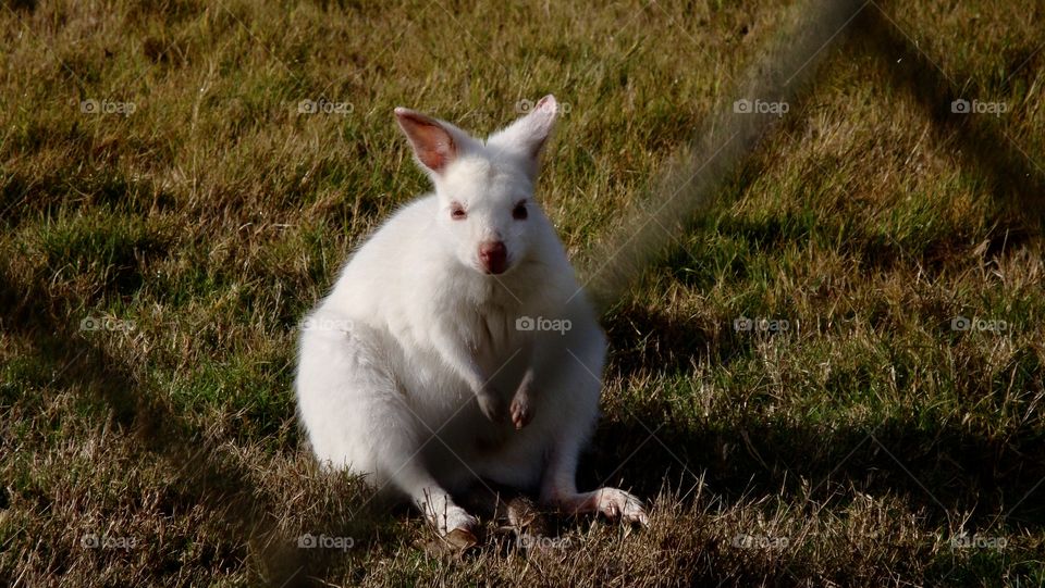 A small white wallaby is staring from the other side.