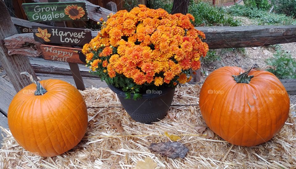 A Display Of Signage Pumpkins And Flowers On A Bale Of Straw Are Perfect For Fall