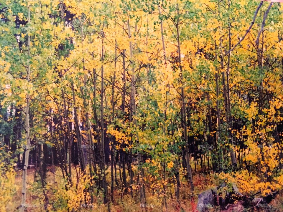 Aspens