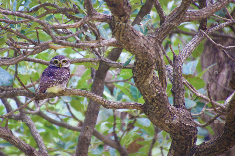 Close-up of owl perching on tree