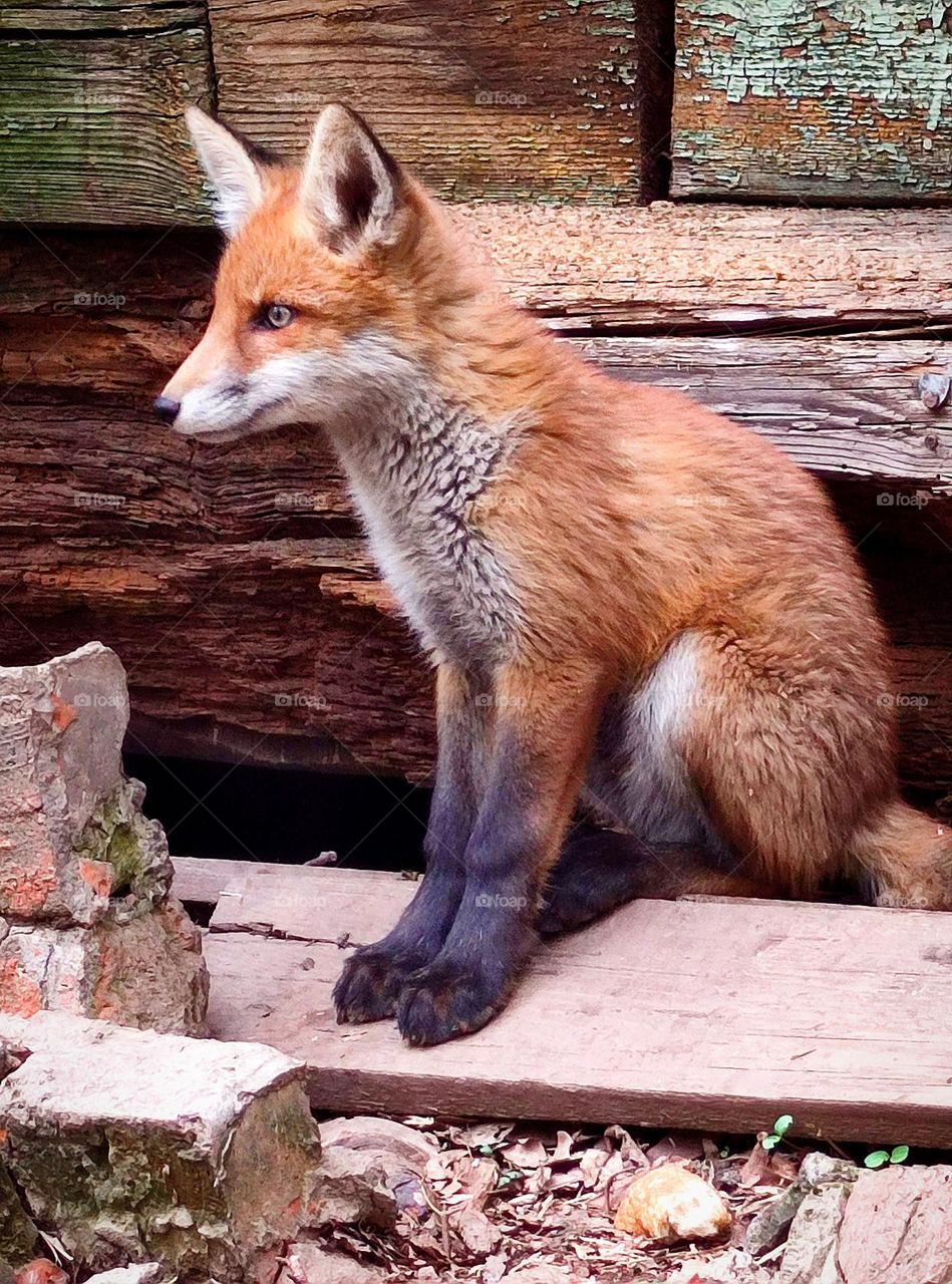 View from the ground.  A fox cub sits against the background of an old wooden house