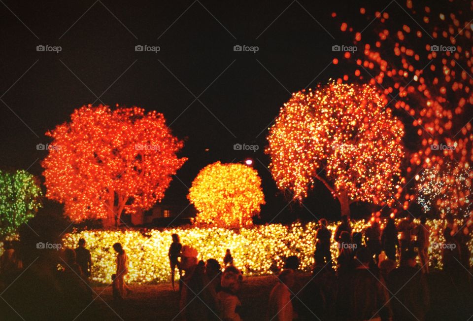 Holiday lights. Outdoor trees decorated with lights for a holiday stroll