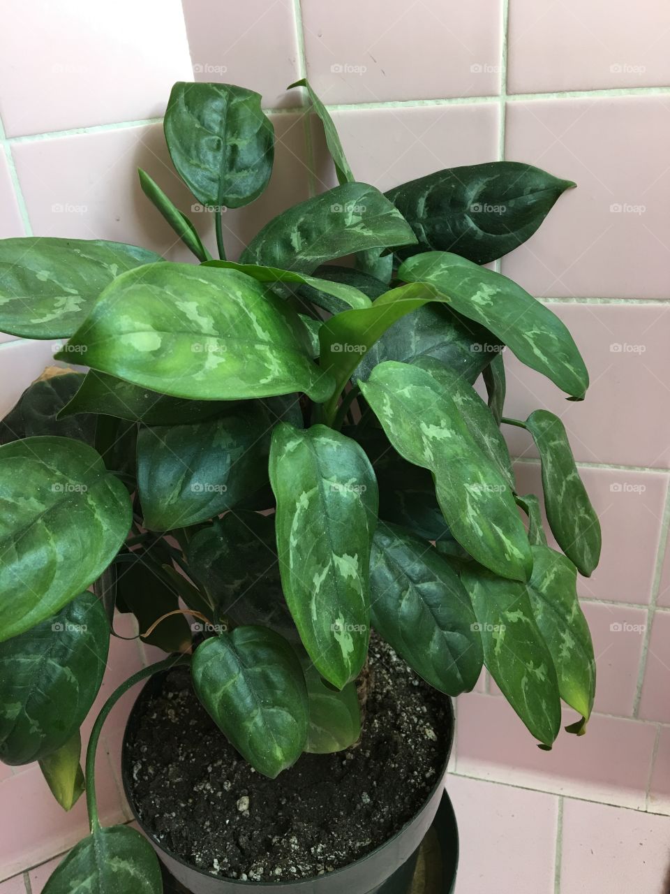 Green plant with pink tile background 