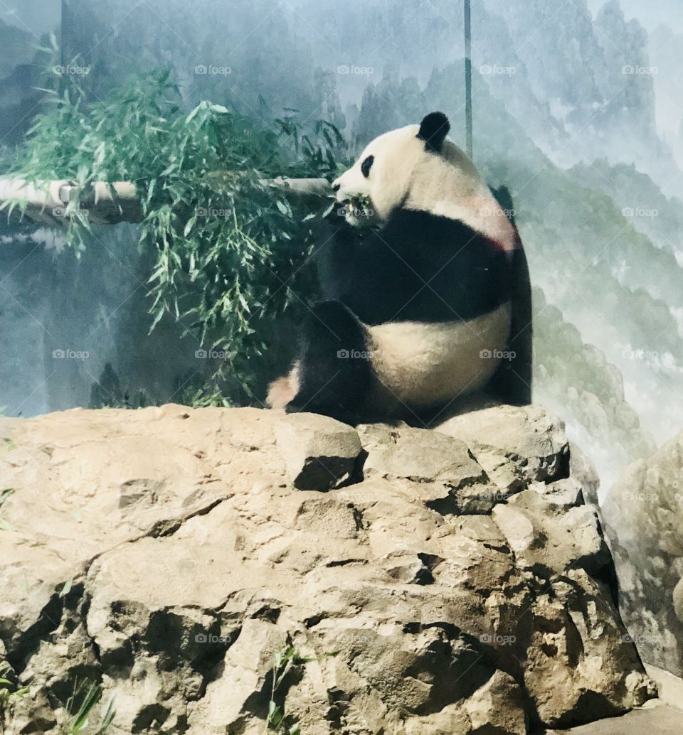 Panda eating bamboo at dc zoo