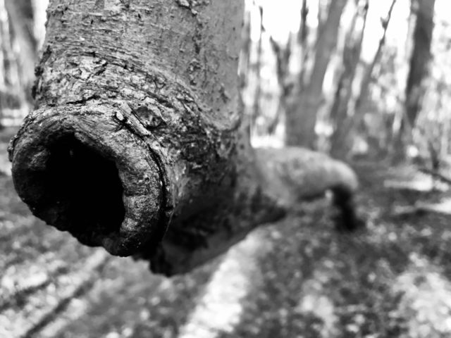 Black and white closeup of the bend in a crooked tree in the forest 