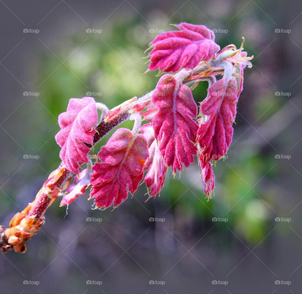 Pink Tree Leaves