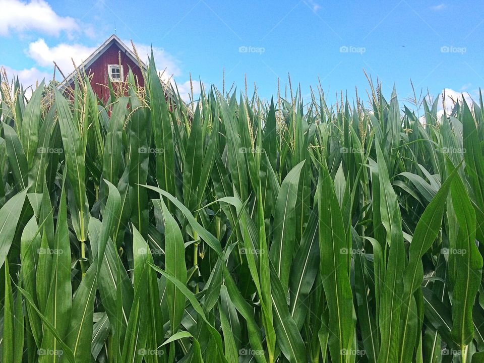 Corn and Barn