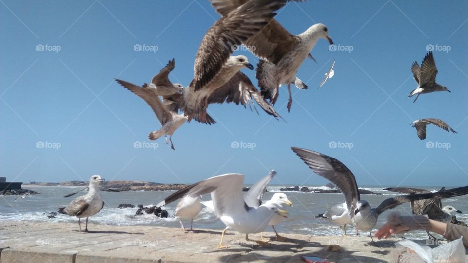 flock of seagulls  in flight.