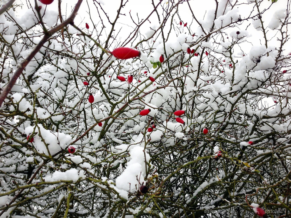 snow winter green red by elektroseb