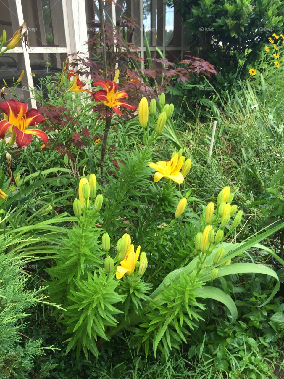 Gorgeous yellow lilies and beautiful maroon rust and orange colored lilies in a lovely garden in summer.