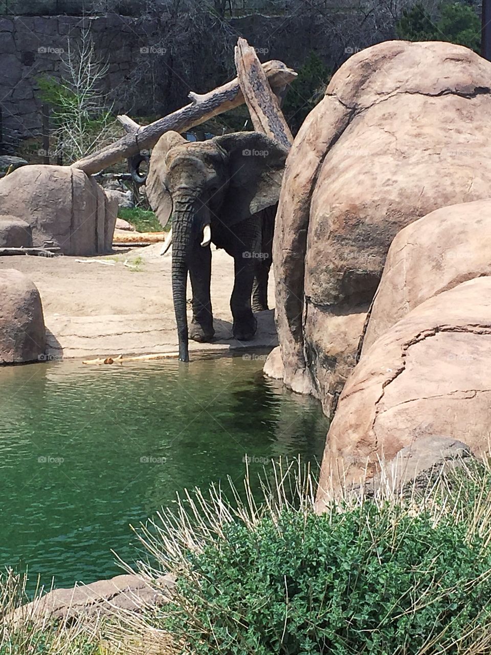 Drinking elephant 