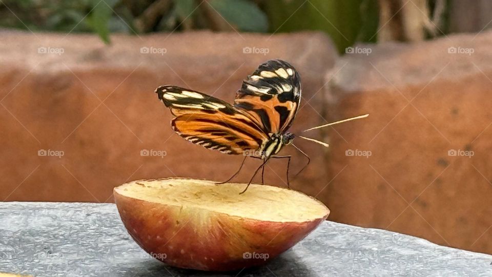 A butterfly eating an apple nectar 