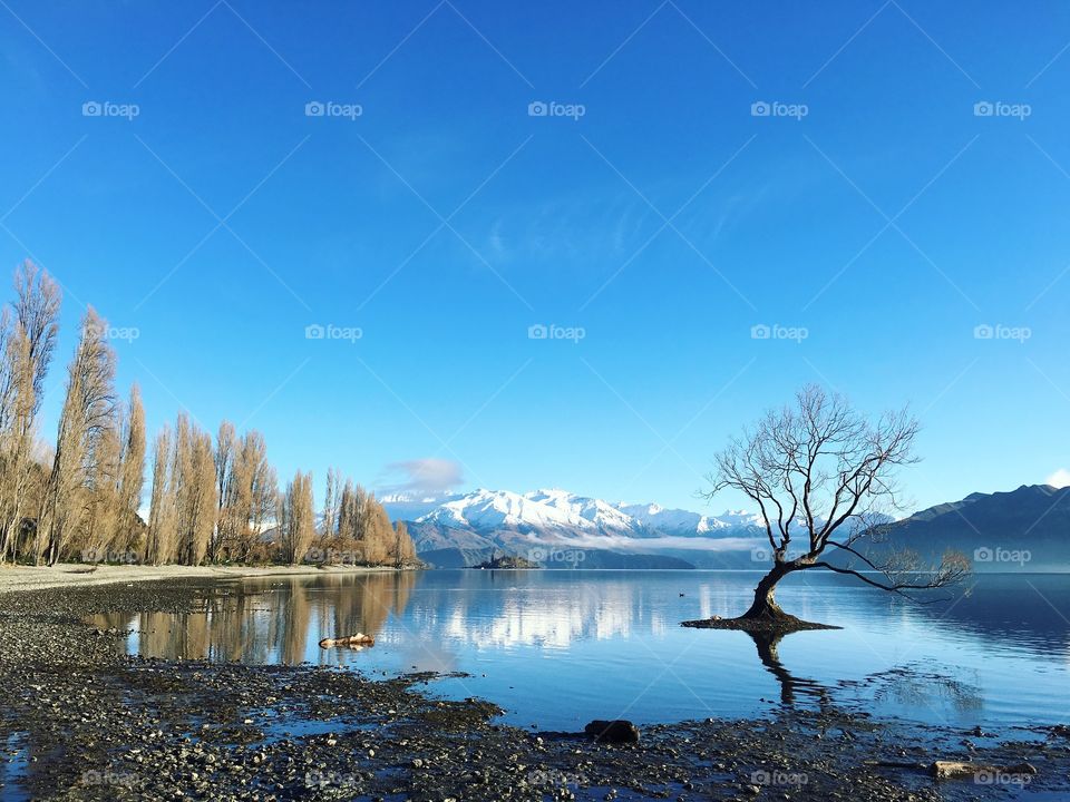 The lone tree, Lake Wanaka, New Zealand 💙