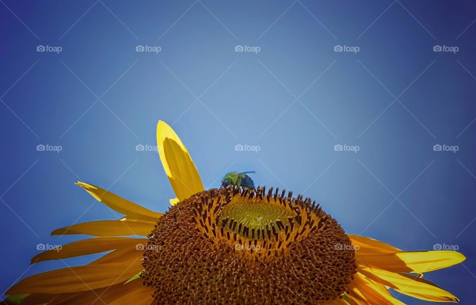 Bee on a sunflower 