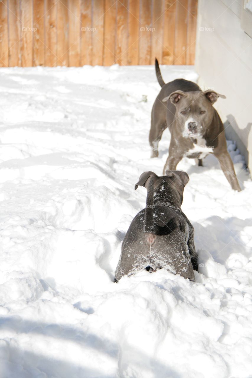 Pups play in snow
